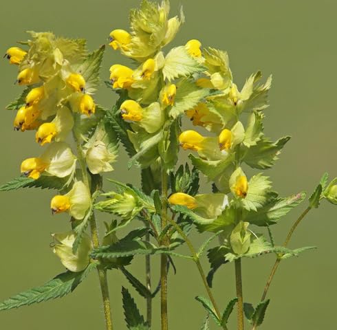 Yellow Rattle Flower Seeds