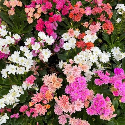 Orange Lewisia Cotyledon Flower Seeds