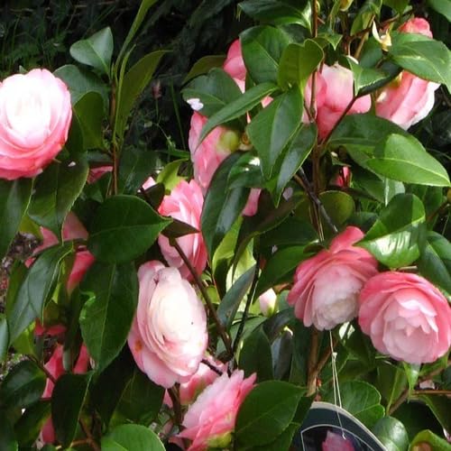 Pink Camellia Japonica Flower Seeds