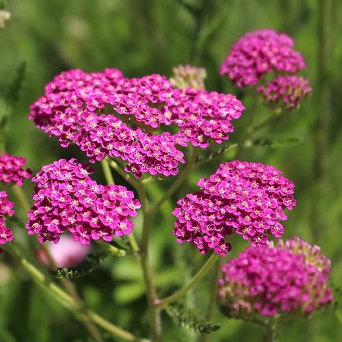 pink achillea flower seeds