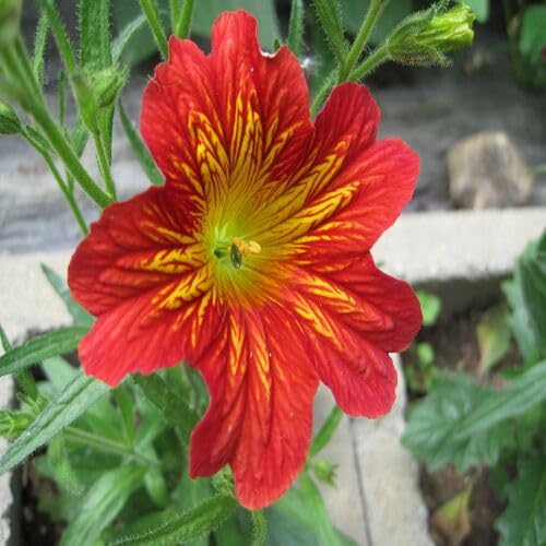 Orange Salpiglossis Flower Seeds