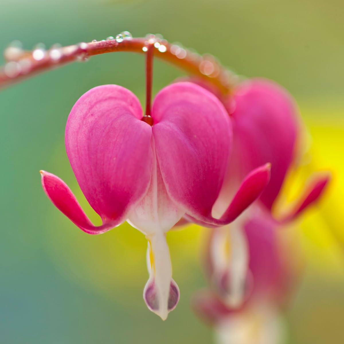 White Dicentra Seeds - Heirloom, Non-GMO, High Germination Garden Seeds for Planting