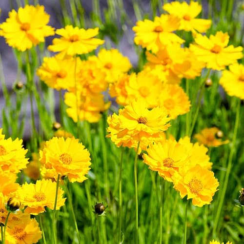 yellow coreopsis flower seeds