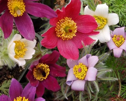 Pasque Flower Seeds