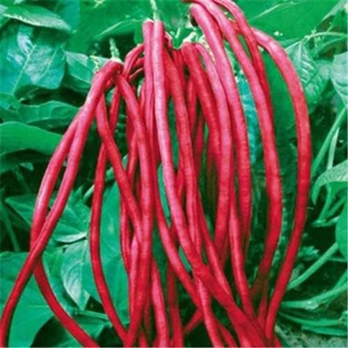 Red Long Bean Seeds. vegetable seeds for Home Gardening, Healthy Seasonal Vegetable for kitchen garden planting