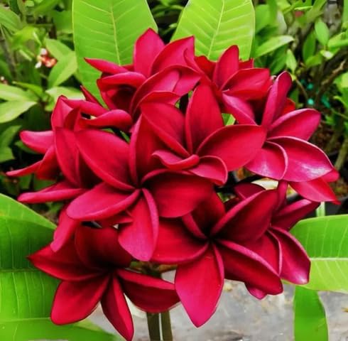 Red Plumeria Flower Seeds