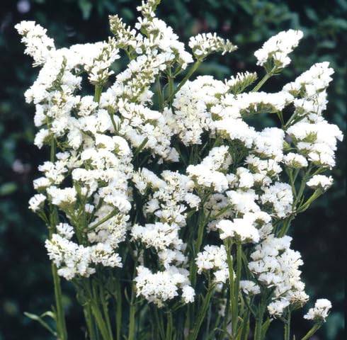white limonium sinuatum flower
