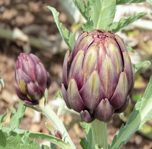 Purple Artichoke vegetable seeds for Home Gardening, Organic Raised Bed Garden Favorite for kitchen garden planting