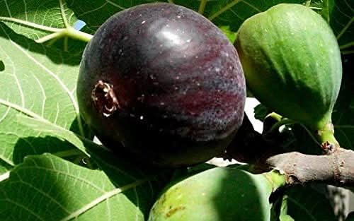 Black Mission Fig Fruit For Landscape Gardening Reliable Fruit Seeds