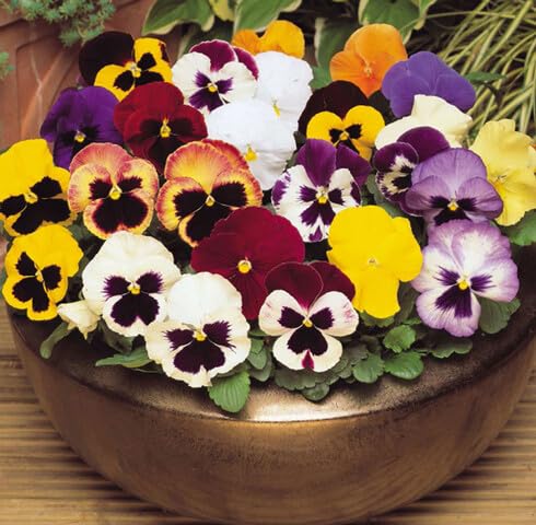 Mix Osteopermum Flower Seeds