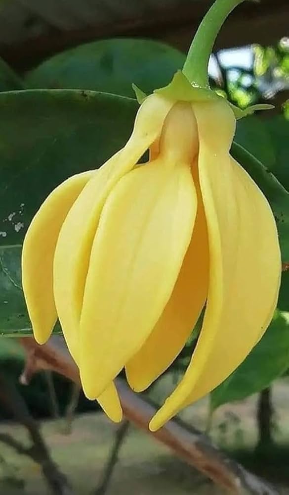 Yellow Champaca Flower Seeds – Premium Floral Seeds for Decorative Outdoor Landscapes - Heirloom Non GMO High Germinatio