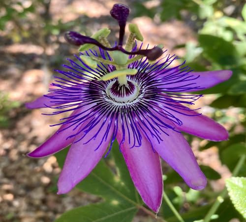 Purple Passion Flower Seeds