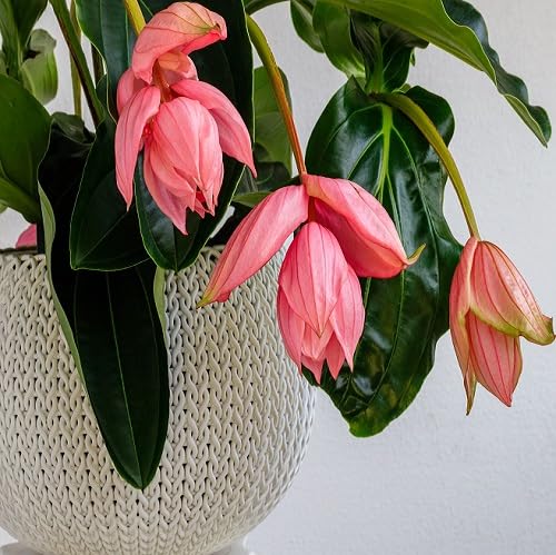 Red Medinilla Magnifica Flower Seeds