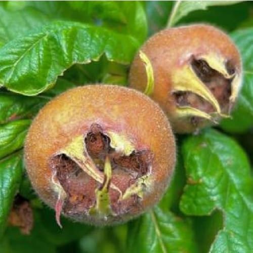 brown mespilus fruit Fruit Seeds for Home Planting Premium Germination Healthy Harvest Growing