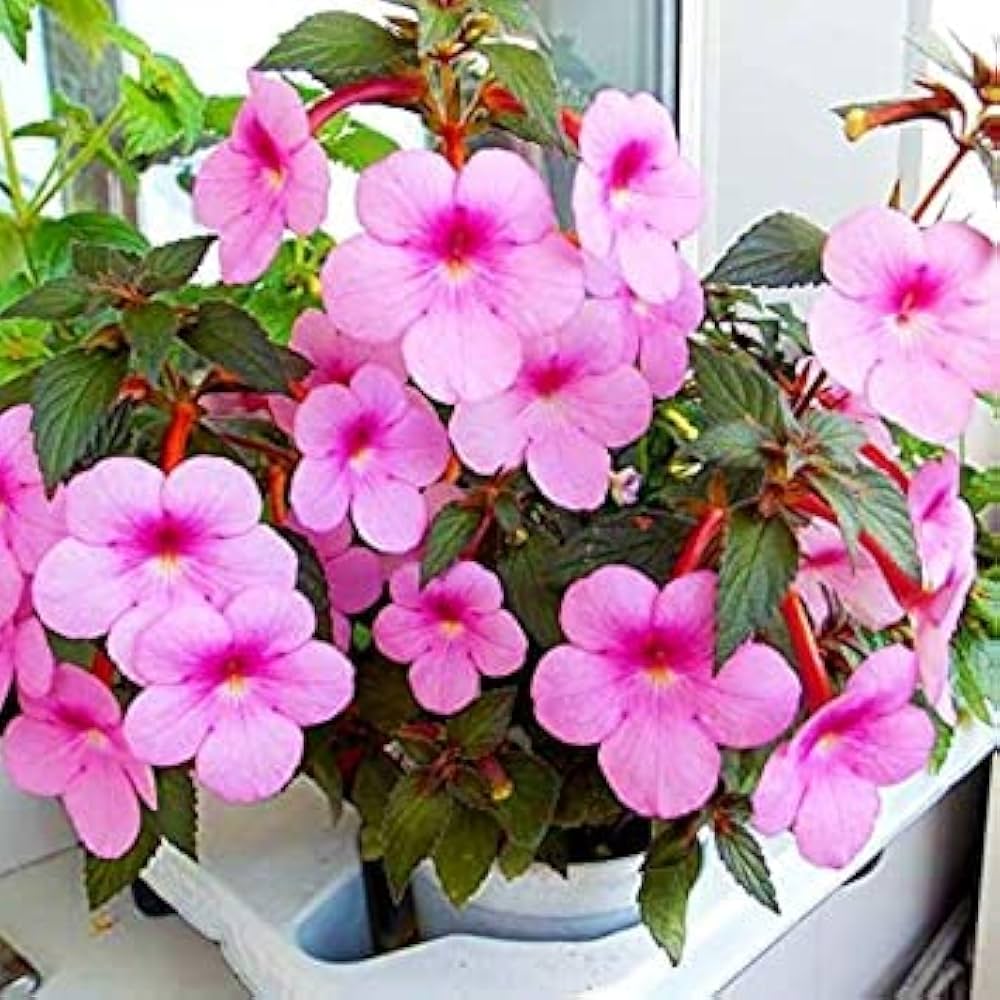 Achimenes Flower Seeds
