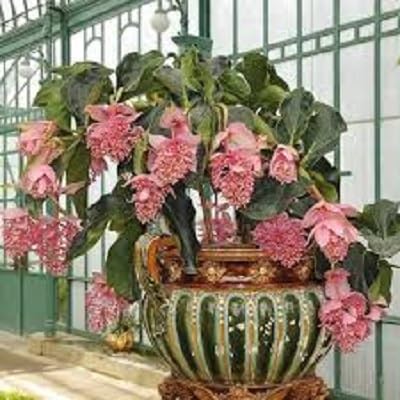 Pink Leptopus Flower Seeds