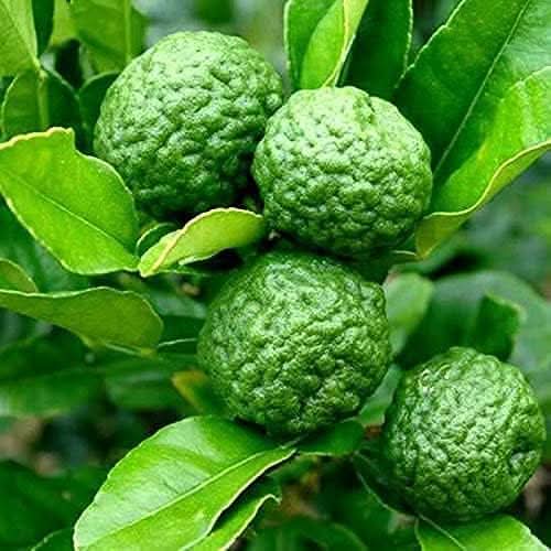 Thai Kaffir Lime Herb For Sustainable Orchard Growing Herb Seeds