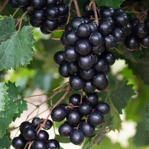 Black Muscadine Fruits . Fruit Seeds organic garden seeds