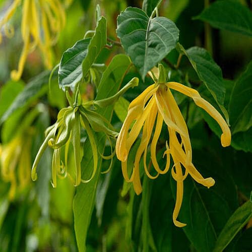 Yellow Ylang-Ylang Flower Seeds