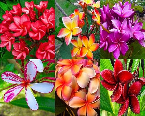Pumeria Flower Seeds