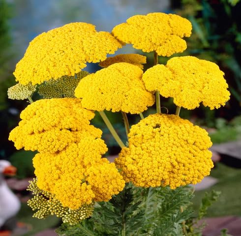 Yellow Achillea Filipendulina Flower Seeds