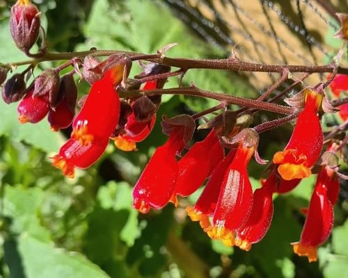 Red Eccremocarpus Flower Seeds