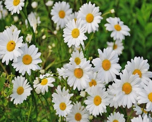 white daisy flower seeds