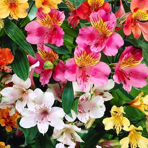 Mixed Alstroemeria Flower Seeds