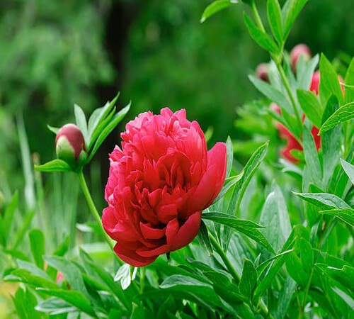 Red Giant Peony Flower Seeds