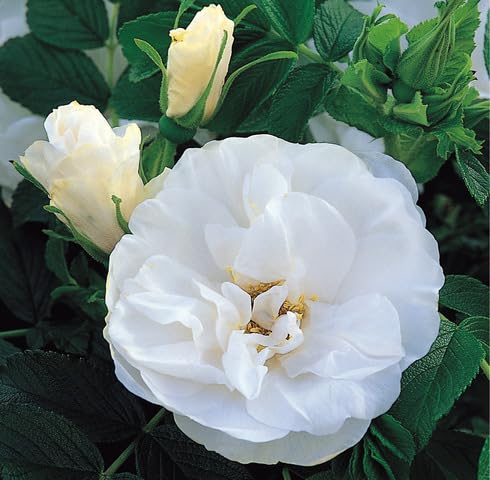 White Rosa Rugosa Flower Seeds