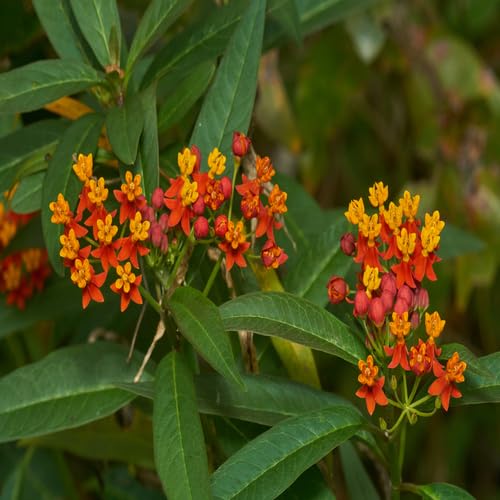 Mixed Asclepias Flower Seeds