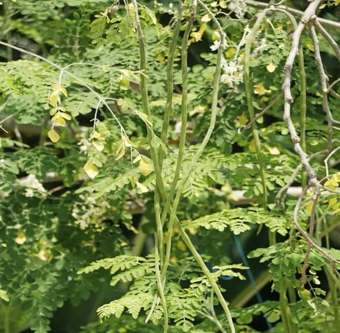 Green Drumstick vegetable seeds vegetable seeds for Home Gardening, Easy Grow Farm Fresh Produce for kitchen garden planting