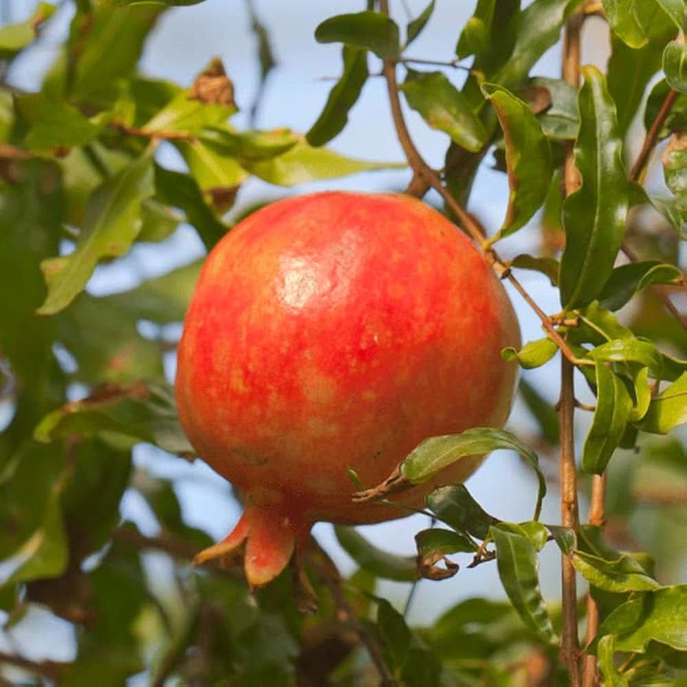 red pomegranate fruit variety for your Fruit Seeds