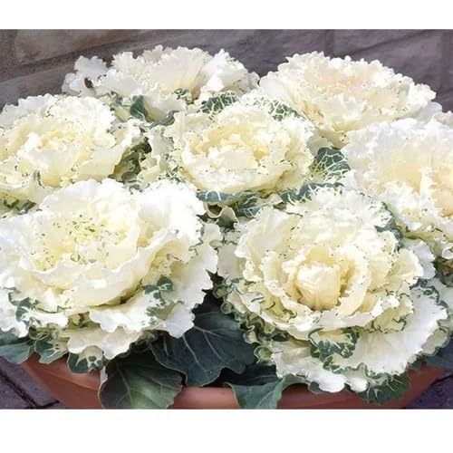 White Kale Vegetables Seeds vegetable seeds - Heirloom, Organic, Non Gmo Garden Seeds for kitchen garden planting