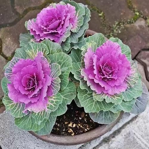 Pink Kale Vegetables Seeds vegetable seeds - Heirloom, Organic, Non Gmo Garden Seeds for kitchen garden planting