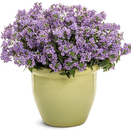 Violet Nemesia Flower Seeds
