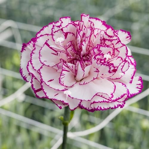 White Purple Carnation Flower Seeds