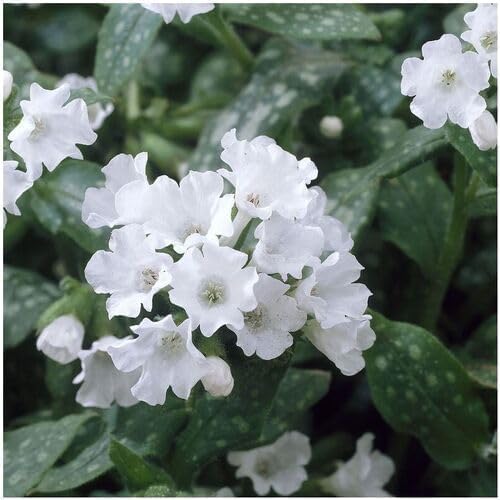 White Pulmonaria Flower Seeds