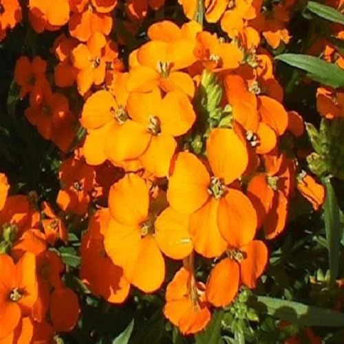 Orange Cheiranthus Allionii Flower Seeds