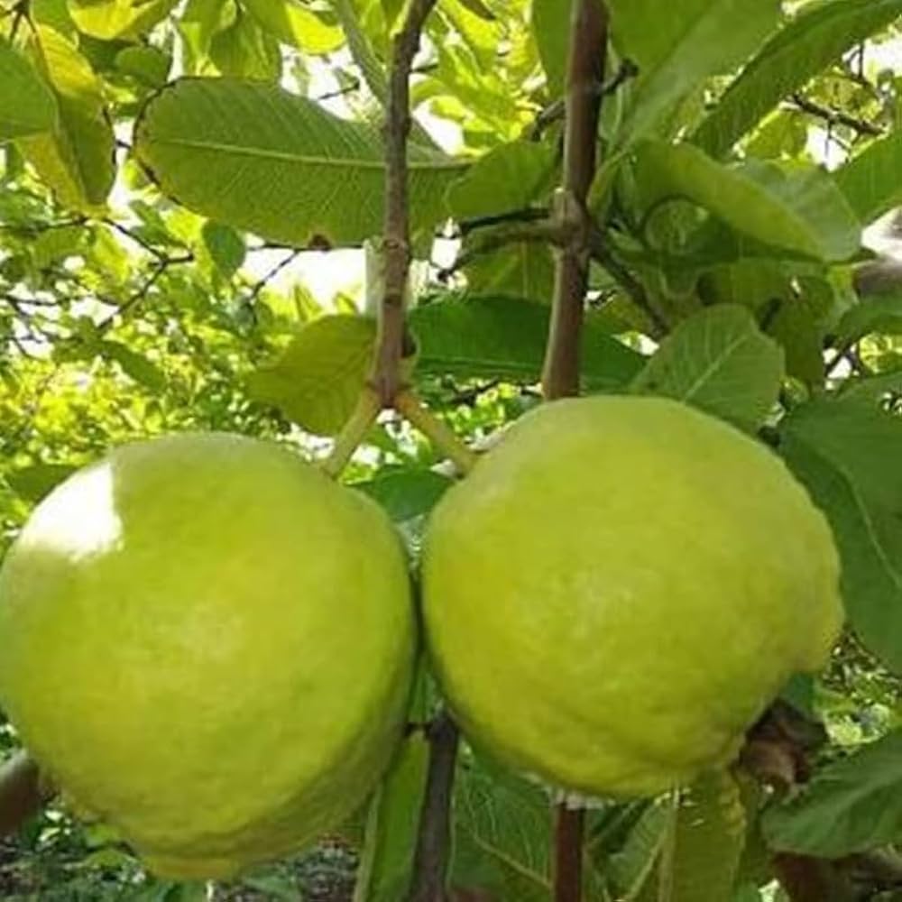 Guava Tree Fast Edible Fruit