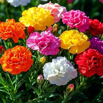 Mixed Carnations Flower Seeds