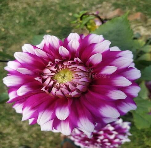 White Purple Marigold Flower Seeds