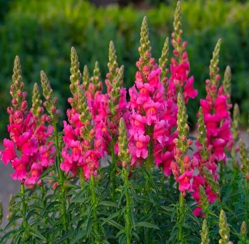 pink antirrhinum flower seeds