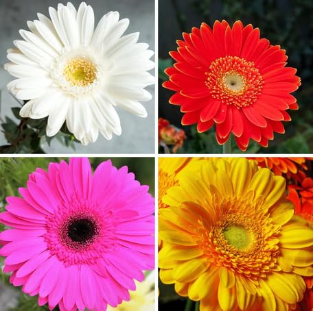 Mixed Gerbera Flower Seeds