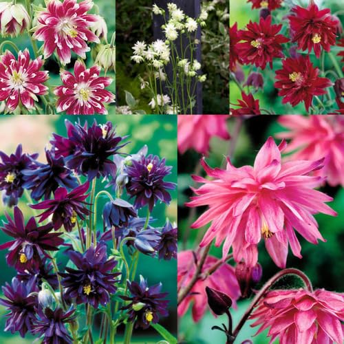 Mixed Double aquilegia Flower Seeds