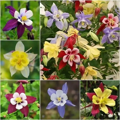 Mixed Columbine Flower Seeds