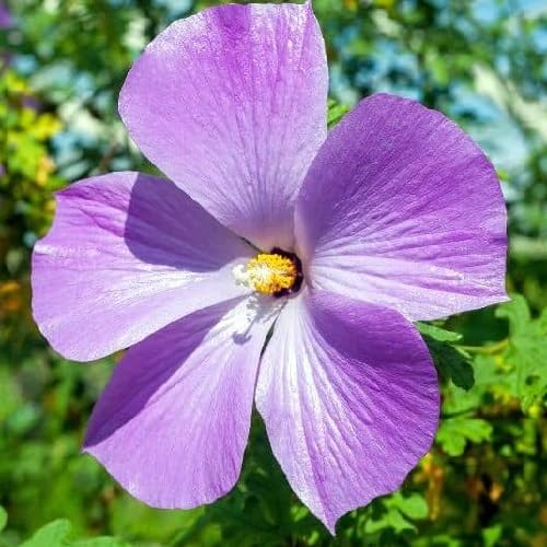 Violet alyogyne Flower Seeds