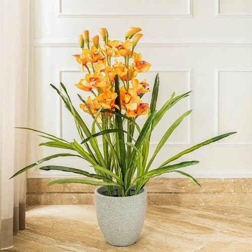 Orange Cymbidium Flowers Seeds
