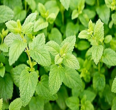 Green Mint Plant Seeds herb seeds - kitchen garden, terrace planting garden seeds