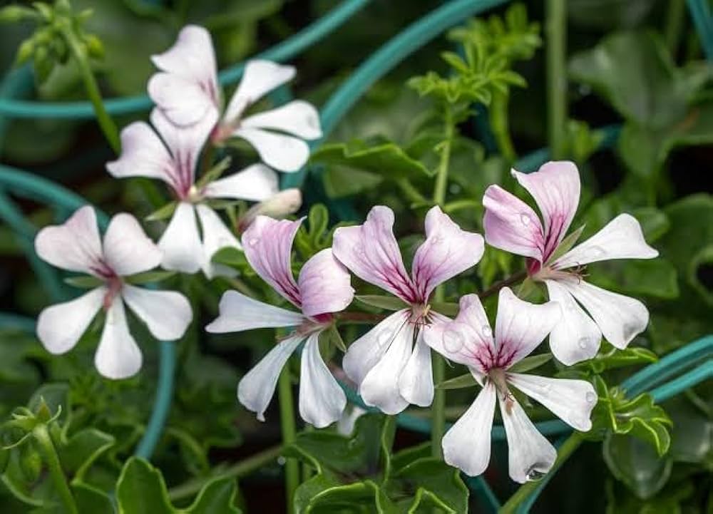 Peltatum Pelargonium Pelargonium